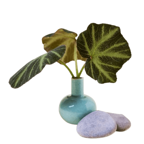 Ceramic Product Ceramic Product